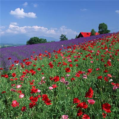 安博体育最新登录地址